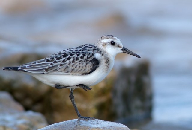 WindPointWaxWShoreB 216