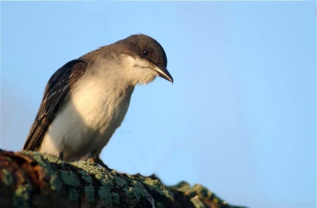 10Copy of KbirdEgret 026