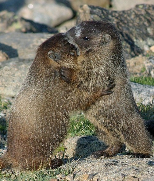 18PicasMarmotsBirds 060