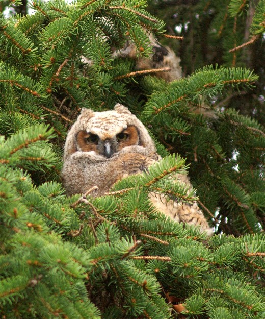 HawthornFlowersDew 009