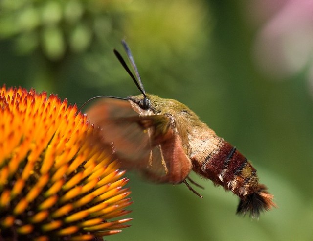 DSC_7803 humbirdmoth web