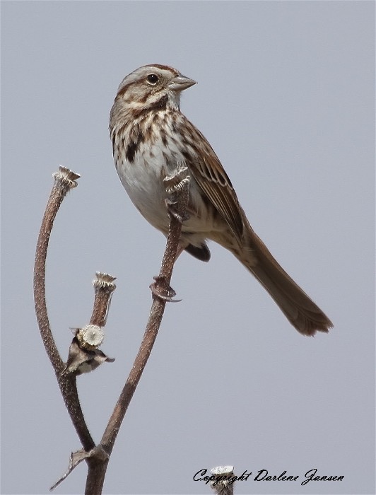 IMG_3135-2 song sparrow
