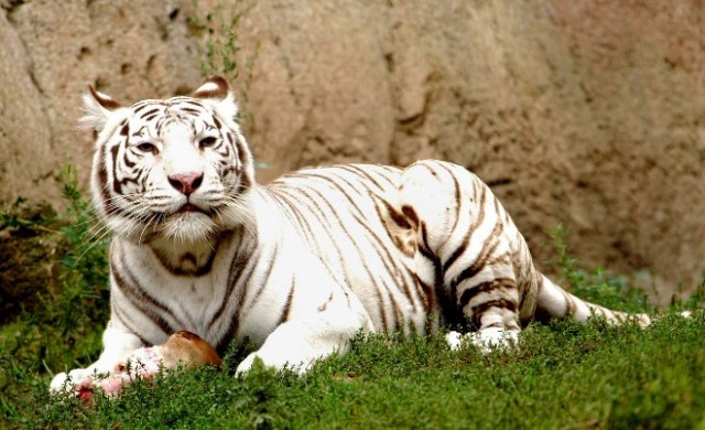 White Tigerb