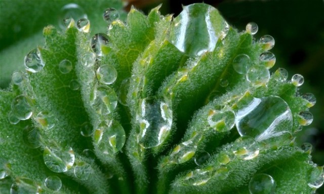 HawthornFlowersDew 089