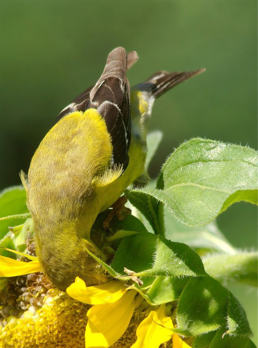 BP HawHollGFinch 143