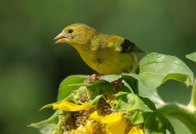 Digi HawHollGFinch 141