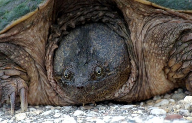 Copy of Snapper2008 003