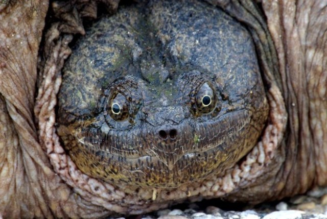 Copy of Snapper2008 026