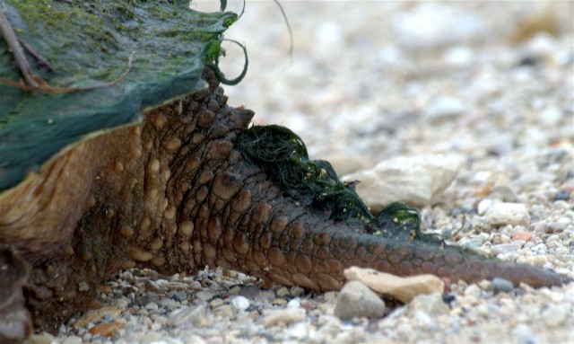 Copy of Snapper2008 047