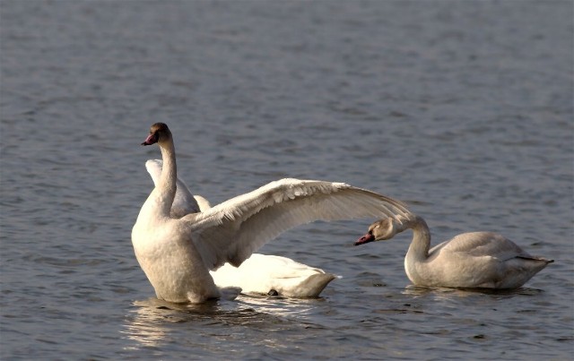 Copy of SwanDucks 068b