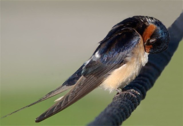 3Copy of HorD80b 171