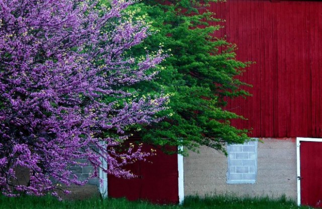 An Old Barn in Spring
