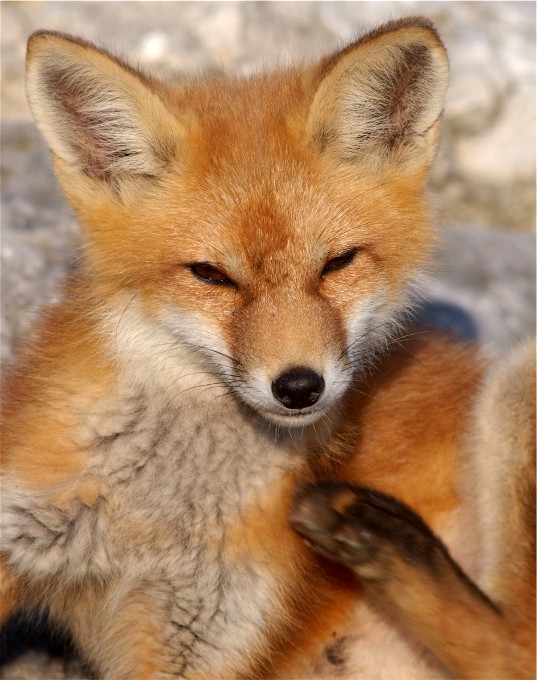 Fox2010 092
