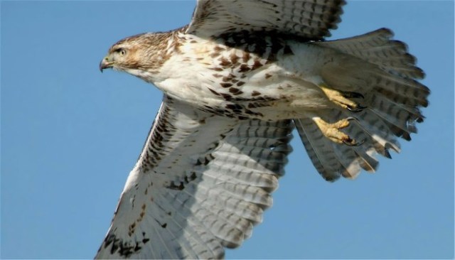 CoPAredtailedhawk