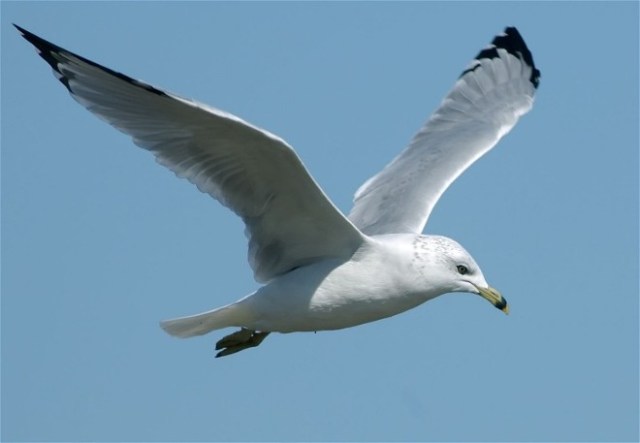Gullclose2