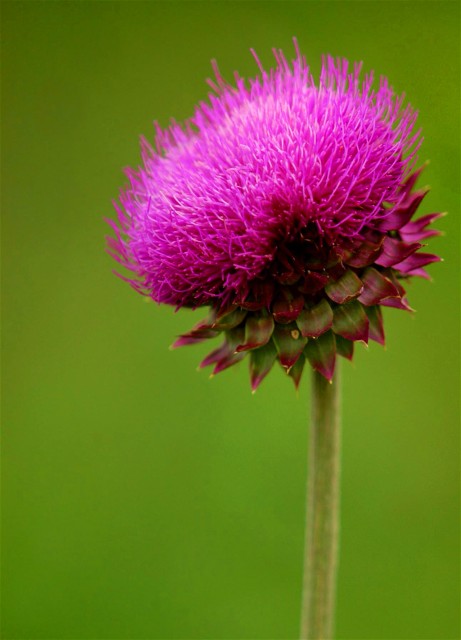 Thistle A