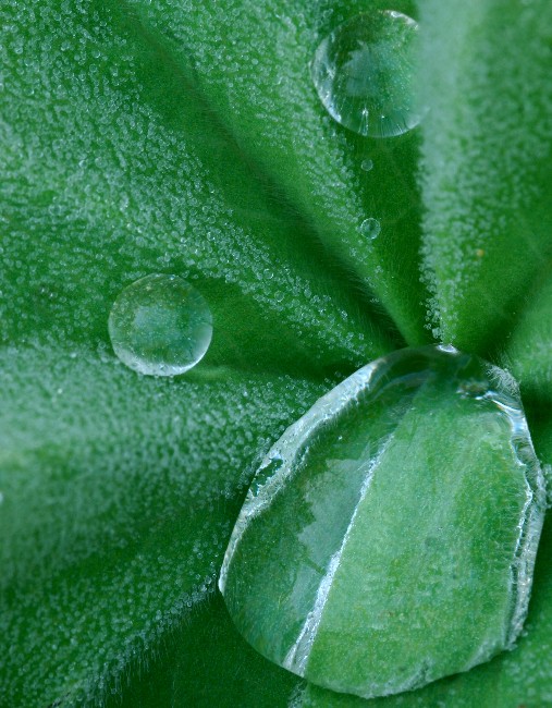 12HawthornFlowersDew 094