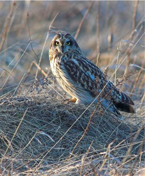 ddCopy of DSC_4870-01