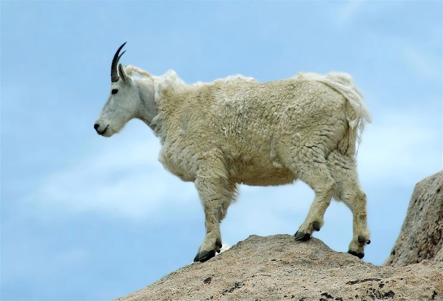 de4PicasMarmotsBirds 112