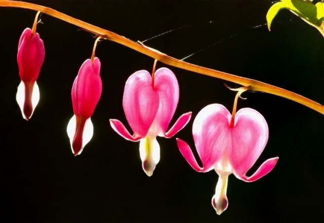 dg5815267108_d2259ba4be_b