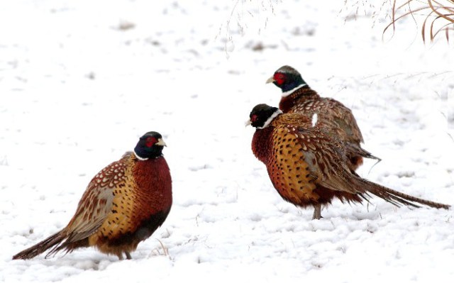 32Pheasant2 054