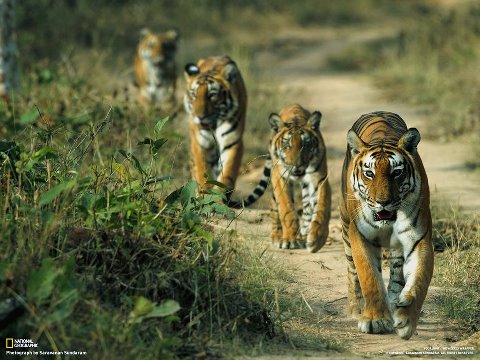 428919_4297686930504_508660756_n