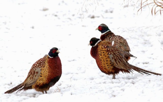 32Pheasant2 054b