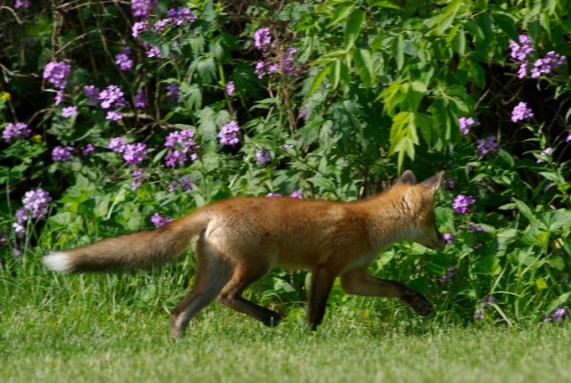 Fox 009