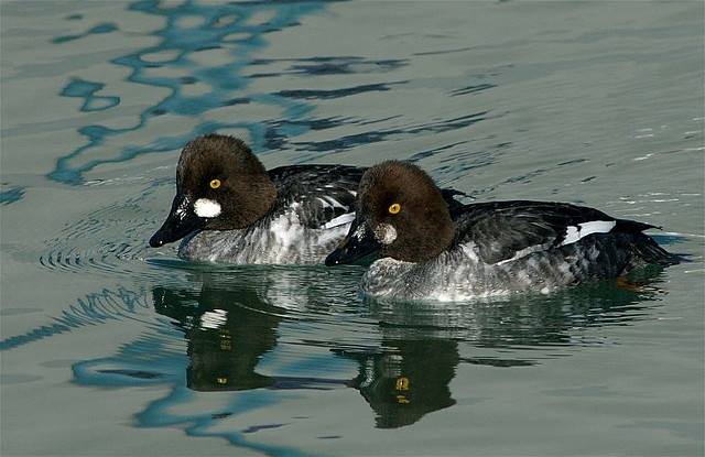 4291353028_757b1cdd03_z