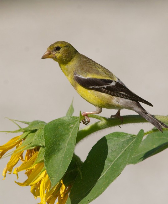 HawHollGFinchABSDE 110