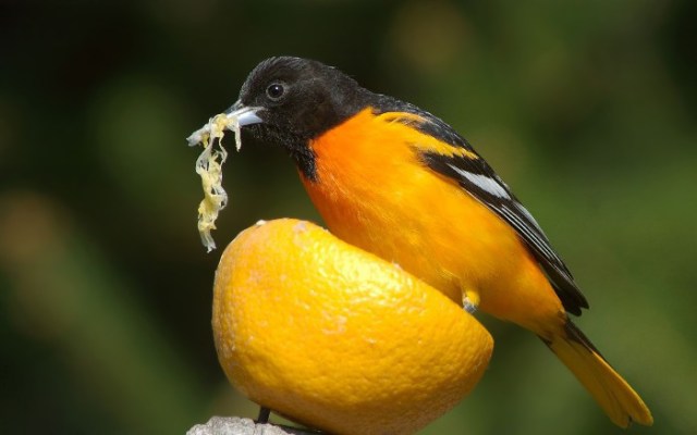RBGrosOriole 080