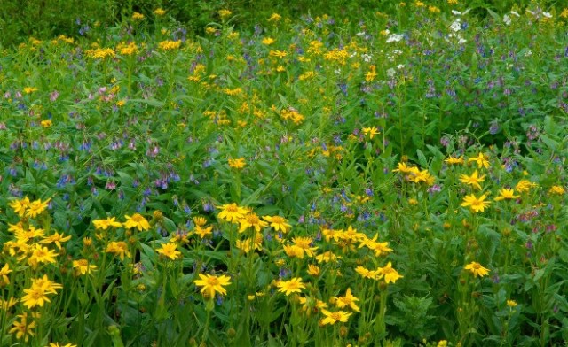 1etCollinsCanyon 023