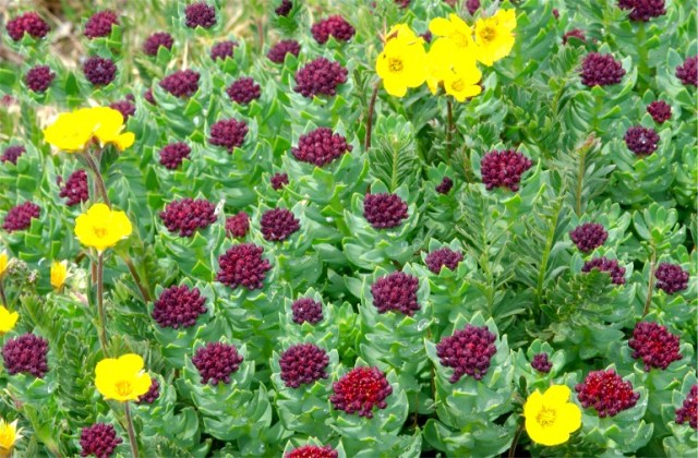 1fRMNPMarmMtEvans 201