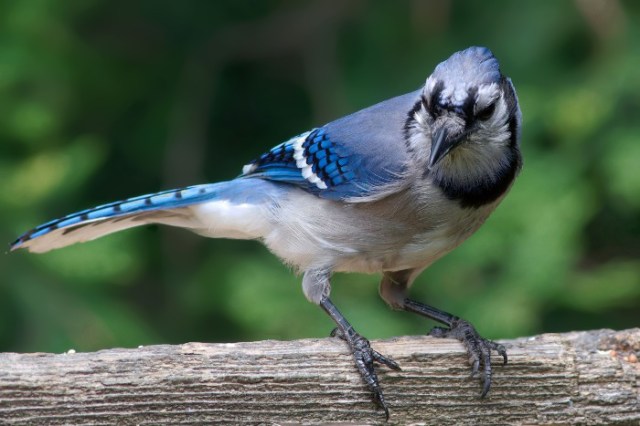 Copy of SwallowsHawthorn 085