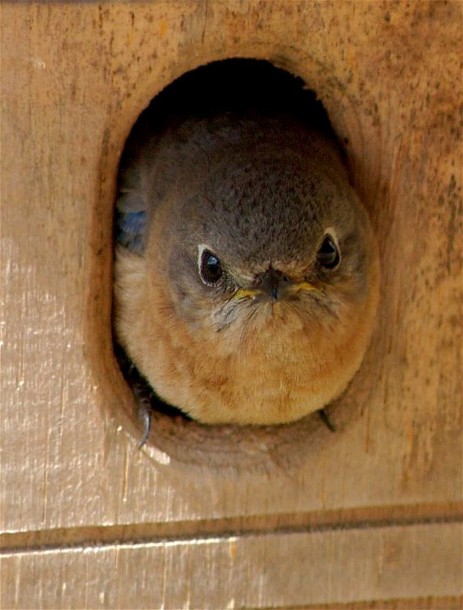 5Copy of HBirds b150