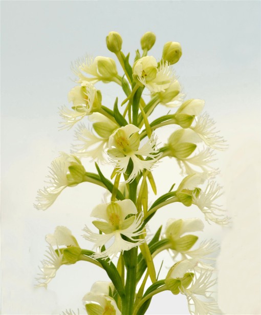 Copy of WFPorchid 125