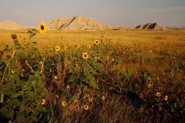 histSlidesButterfly 074