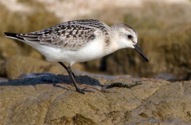 WindPointWaxWShoreB 111