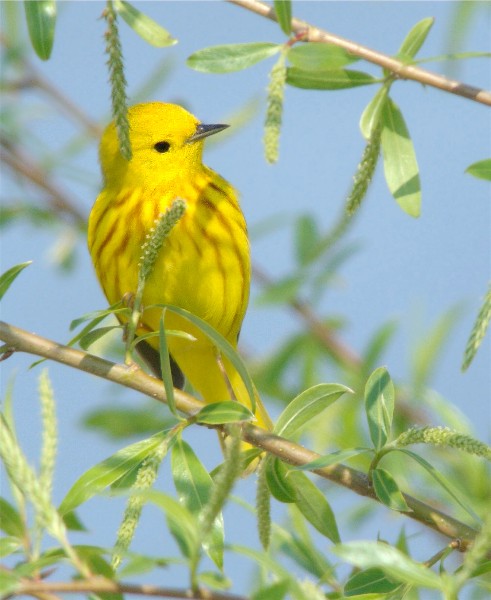 Warblers2007 109