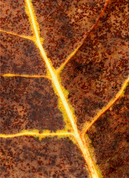 Copy of FallPets 005