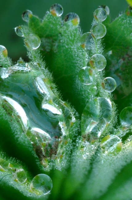 HawthornFlowersDew 096