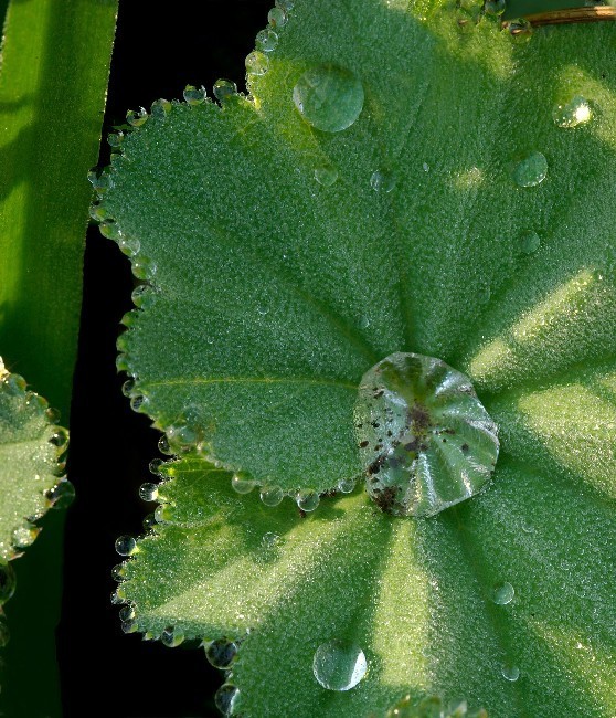 HawthornFlowersDew 099