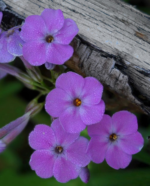 Phlox Branchb