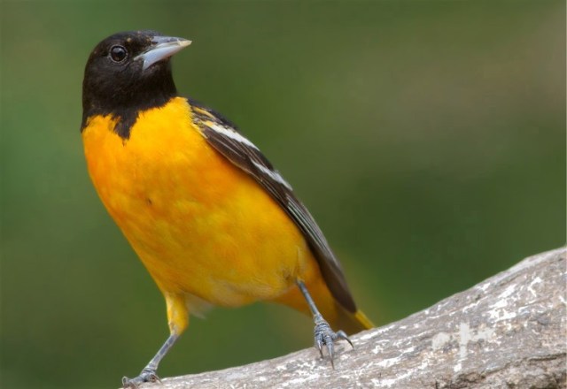 ThrasherOriole 094