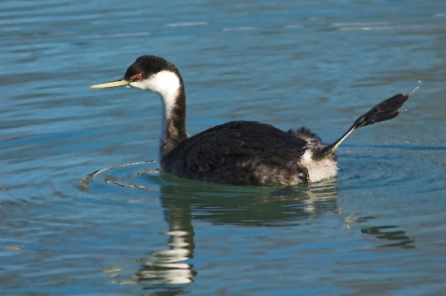 zzzzCopy of DSC_8613-01