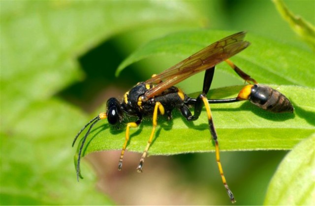 zzzzzzzzzzzzIBeachWasp 017