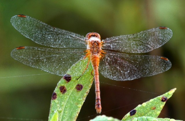 zzzzzzzzzzzzzDSC_0030