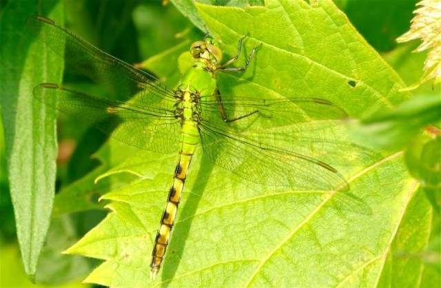 zzzzzzzzzzzzzzGhopperLily 120