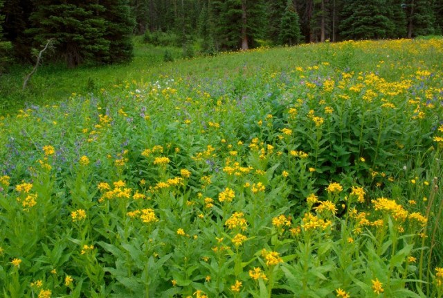 zzzzzzzzzzzzzzztCollinsCanyon 015