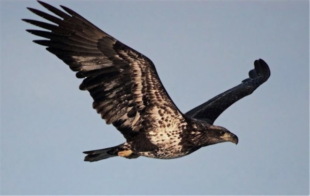 Copy of BEagle18WNelson